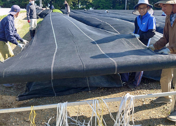 碾茶（てんちゃ）